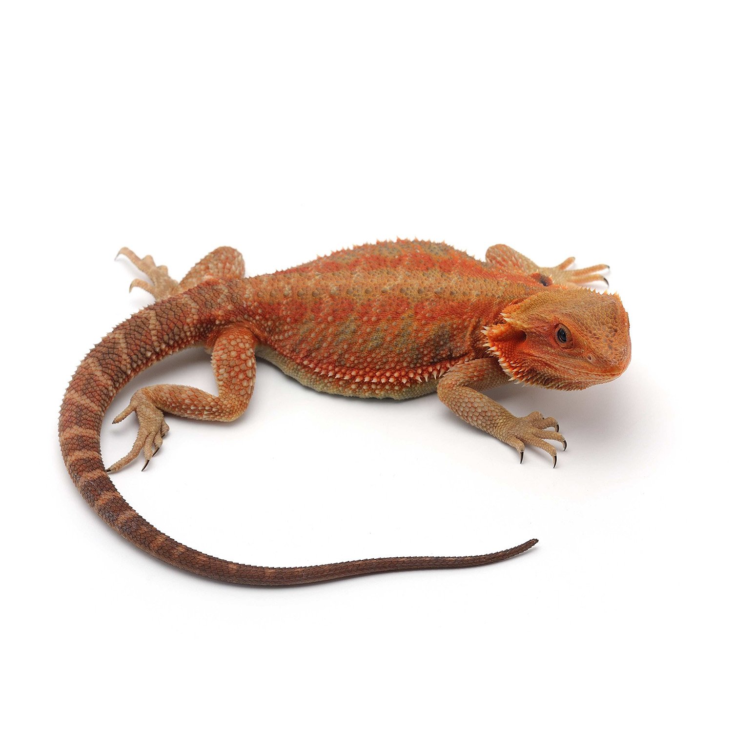 An Insider's Guide to Finding Exotic Lizards for Sale