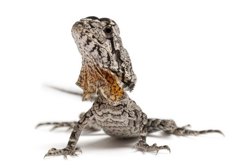 How to Care for Your Frilled Dragon: A Comprehensive Guide